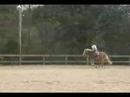 Tommy the Haflinger
