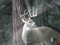 NITREX Hunting Optics
