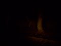 3 wild elephants at Night Safari in Mudumalai National Park