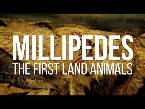 Millipedes: The first land animals