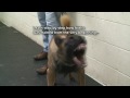 Dog Training - How to train dogs for Real Protection. Must See! (k9-1.com)