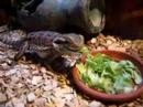 Pogona mange de la salade Pogona mange de la salade