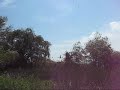 ~ Nature Sounds ~ 200th Video ~