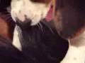 Beagle video
