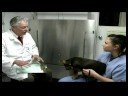 Basic Puppy Care : Correcting Bad Puppy Behaviorsbasic Puppy Care : Correcting Bad Puppy Behaviors