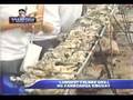 Longest-Talaba-Oyste