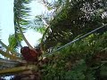 Click here to watch this video Palm Oil Harvesting @ Sungai Laong SARAWAK