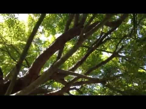 how to prune a japanese maple tree