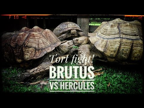 YouTube reptile video