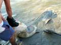 videos de Pesca de Siluro by Aaron&Edu&Rodry