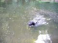 Pascha kann doch schwimmen...