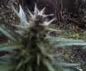 marihuana 2006..the doctor marihuana 2006..the doctor