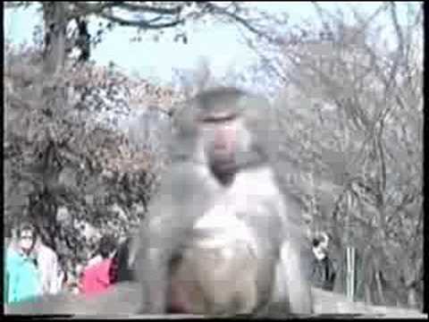 0 Zoológicos en Berlín