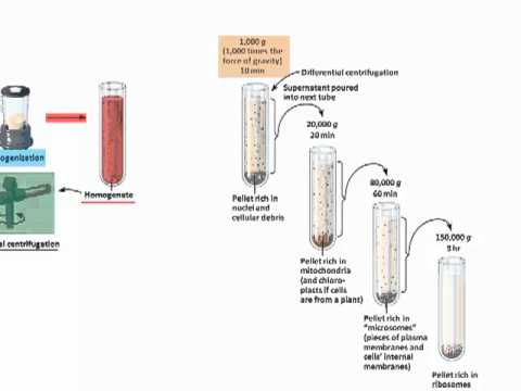 Cell Fractionation.mp4
