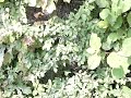 aeshna cyanea aeshne bleue vol ralenti 300 aeshna cyanea aeshne bleue vol ralenti 300