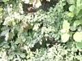 aeshna cyanea aeshne bleue vol ralenti 300