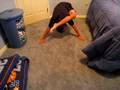 Funniest Talent Ever!