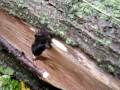 bat found in dead tree.