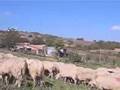 Shepherding Part 1