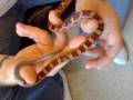 Snake shedding 17 07 08