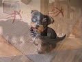 Dorris yorkshire terrier scruffy puppy