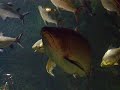 asian arowana london aquarium