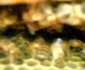 http://geocities.com/apiculturagm,implementosgm@hotmail.com