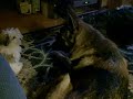 Jazzy and Greta Play