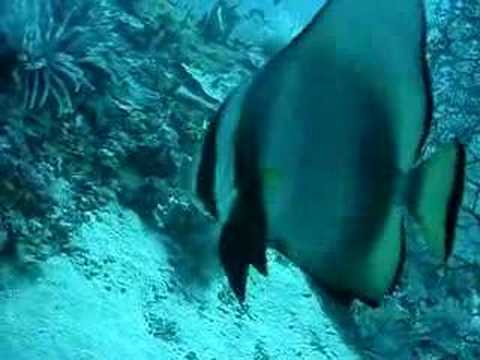 Large batfish and sea fan ...