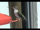 Ruby Throated Hummingbird Ruby Throated Hummingbird