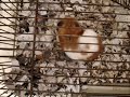 Hamster