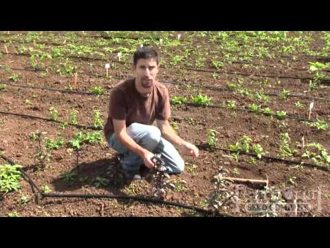 Basil Pinching How-to