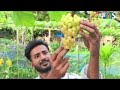 দেশে আঙ্গুর চাষে অভাবনীয় সাফল্য, লাখ টাকা আয় করছেন তরুন উদ্যক্তারা