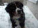 Woof Woof
