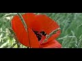 Hommel vliegt in klaproos