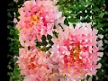 Kokin gumi group - Flowers

~In Memorian Tateo Takahashi~