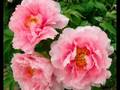 Kokin-gumi-Flowers