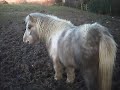 Ponies being pigs Ponies being pigs