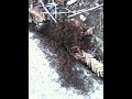 Crazy ants