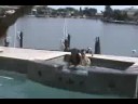 Lapdance at the olmpics