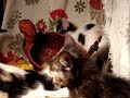 Thanksgiving Kitty Party! Thanksgiving Kitty Party!