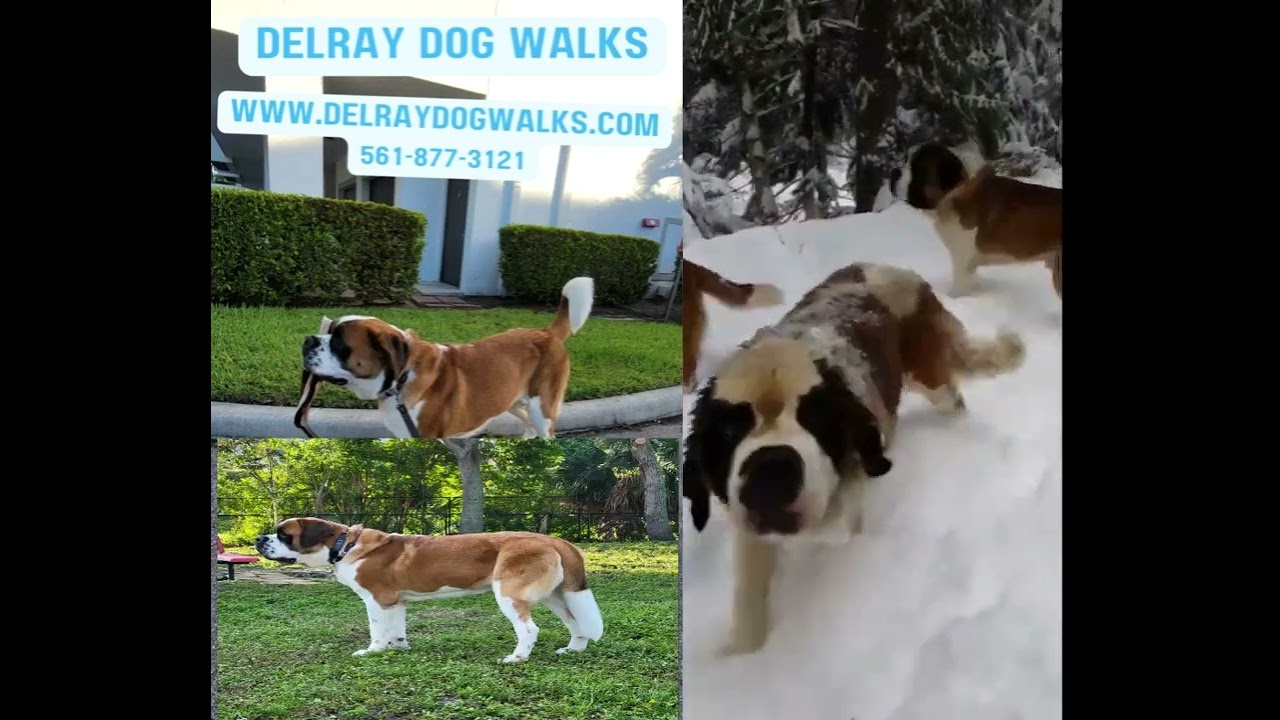 Delray Dog Walks at the Oasis with Sir Lancelot