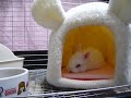 ???????? rabbit\ ???????? rabbit\