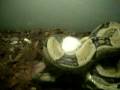 videos de oswald eats a meal
