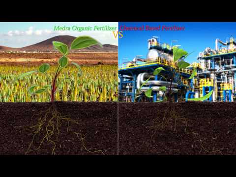 how to fertilize aloe vera plants