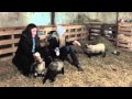 Click to View : 19 May 2015 - Evening lamb feeding with Chloe & Olivia