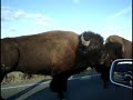 Bison Fight! (?????????????? Bison Fight! (??????????????