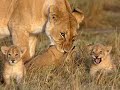 love-cats-the-lion-king-2.html