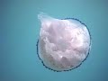Snorkelling with Jellyfishes, Castelldefels Snorkelling with Jellyfishes, Castelldefels