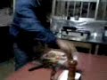 Cozinando.3gp
